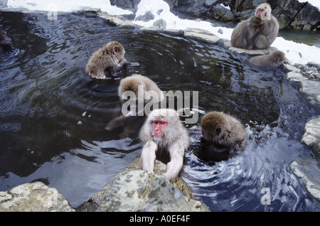 Schneeaffen Baden in heißen Quellen Jigokudani Nationalpark Japan Stockfoto