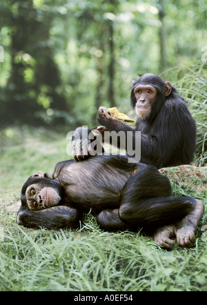 Schimpansen Essen und ruhen Stockfoto