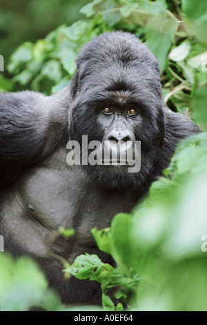 Silberrücken Berggorilla Mgahinga Nationalpark Uganda Stockfoto