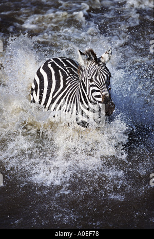 Zebrastreifen-Mara-Fluss während der großen Migration-Kenia Stockfoto