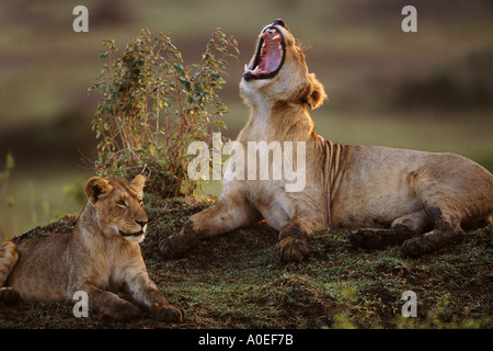 Junge Löwen Gähnen und in Ruhe Masai Mara Kenia Stockfoto