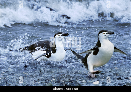 Kinnriemen Pinguine der Antarktis Stockfoto