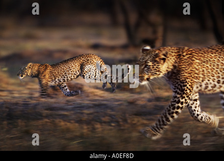 Leopardenmutter und Tochter Masai Mara Kenia Stockfoto