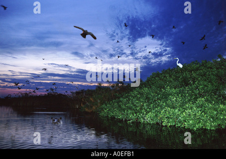 Abend in Xugana Okavango Delta, Botswana Stockfoto