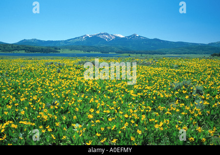 Bereich der gelben Blüten Steamboat See Sand Berg mit Juni Schnee Routt County Colorado USA Stockfoto