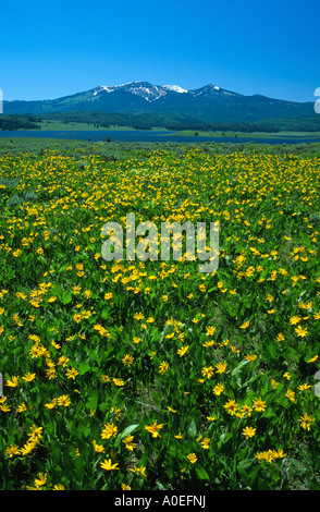 Bereich der gelben Blüten Steamboat See Sand Berg mit Juni Schnee Routt County Colorado USA Stockfoto