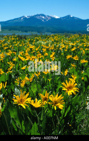 Bereich der gelben Blüten Steamboat See Sand Berg mit Juni Schnee Routt County Colorado USA Stockfoto