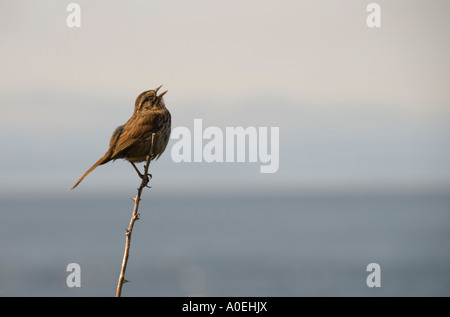 Singammer, Victoria, BC. Stockfoto