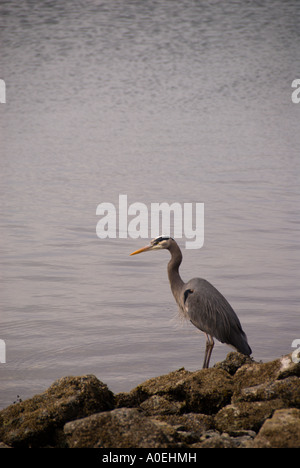 Ein Great Blue Heron wartet geduldig. Stockfoto