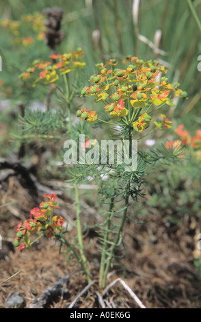 Nahaufnahme von Alpine Wolfsmilch Euphorbia Blumen Alpen der Schweiz Stockfoto