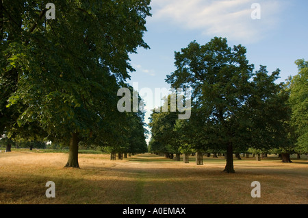 Kastanien im Park in London Stockfoto