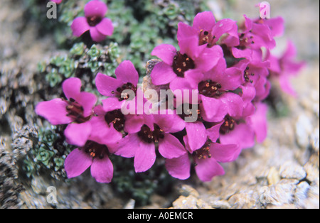 Nahaufnahme von lila Steinbrech Saxifraga Oppositifolia Blumen Alpen der Schweiz Stockfoto