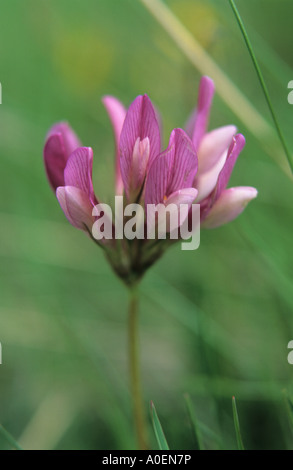 Alpine Klee Trifolium Alpinum Flowerhead Alpen der Schweiz Stockfoto