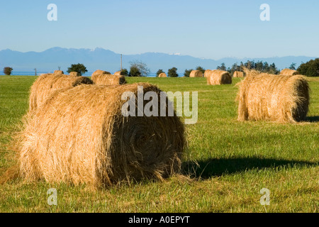 Heuballen sind schön aufgerollt in ein Feld nach der Rasen geschnitten und getrocknet wurde, sind The Olympic Mountains im Hintergrund Stockfoto