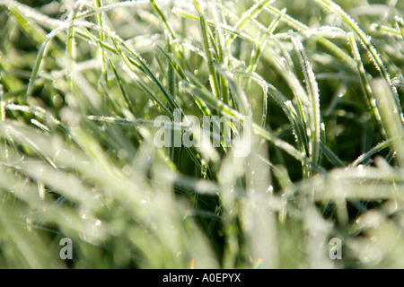 Frostigen Rasen früh an einem Wintermorgen Stockfoto