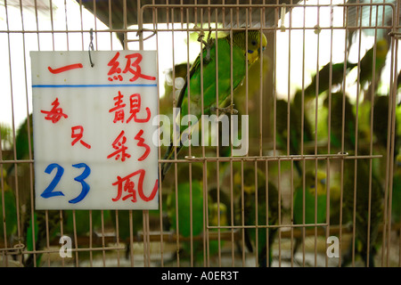 Die Vogel- und Blumenmarkt, Kowloon. Stockfoto