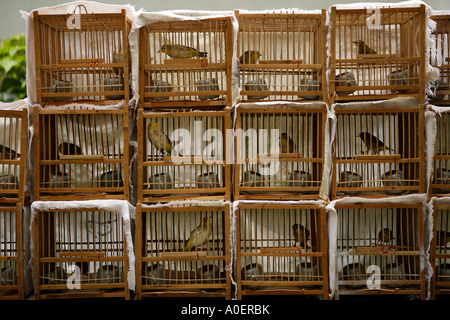 Die Vogel- und Blumenmarkt, Kowloon. Stockfoto