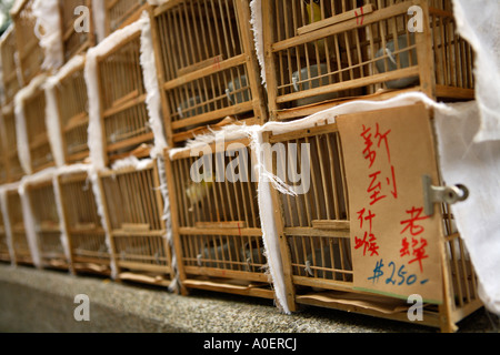 Die Vogel- und Blumenmarkt, Kowloon. Stockfoto