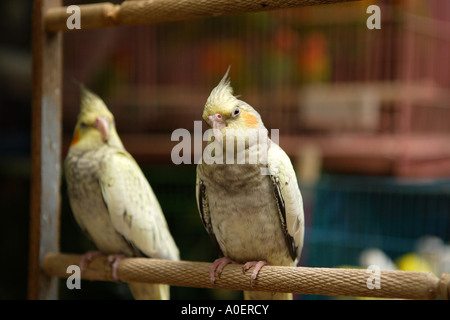 Die Vogel- und Blumenmarkt, Kowloon. Stockfoto