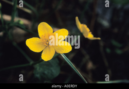 Marsh Marigold Caltha palustris Stockfoto
