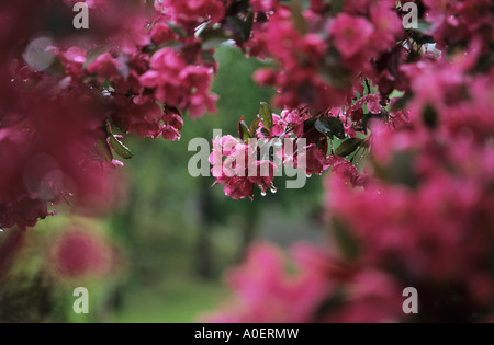Crab Apple Baum Blüte Art Sorte rot Stockfoto