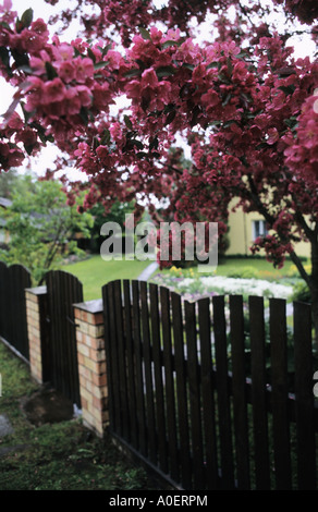 Crab Apple Baum Blüte Art Sorte rot Stockfoto