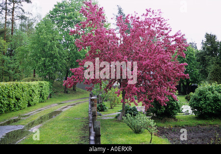 Crab Apple Baum Blüte Art Sorte rot Stockfoto