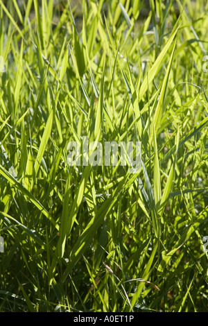 Langen Rasen auf Rasen schneiden erfordern Stockfoto