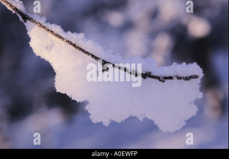 Schneebedeckte Zweig Stockfoto