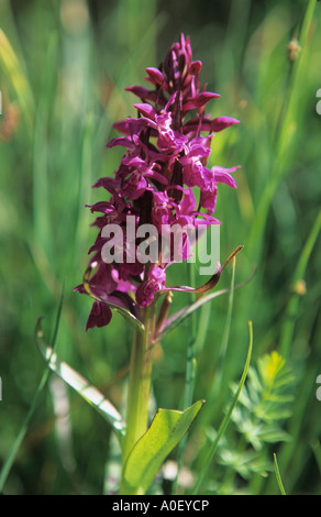 Nahaufnahme eines breiten Leaved Orchidee Dactylorhiza Majalis Blumen Alpen der Schweiz Stockfoto