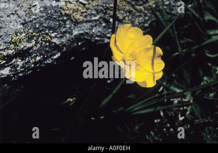 Nahaufnahme des Alpenrock stieg Helianthemum Alpestre Blume Alpen der Schweiz Stockfoto