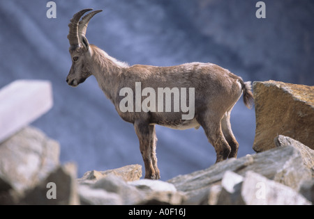 Alpine Steinbok Capra Ibex in Alpen der Schweiz Stockfoto