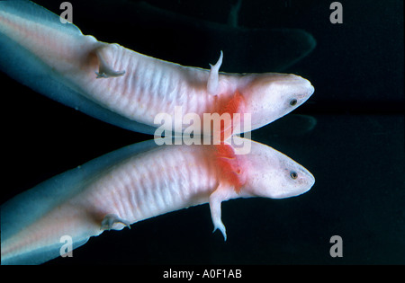 mexikanischen Axolotl Albino auf Wasser Oberfläche Z.B. geschieht SIREDON geschieht AMBYSTOMATIDAE Newt Mole Salamander neotenischer ich Stockfoto