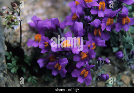 Nahaufnahme von Alpine Leinkraut Linaria Alpina Blumen Alpen der Schweiz Stockfoto