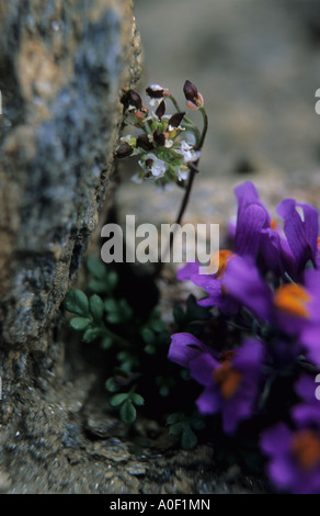 Nahaufnahme von Alpine Leinkraut Linaria Alpina Blumen in Felsspalte Alpen der Schweiz Stockfoto