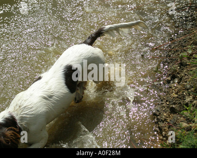 Springer Spaniel spritzt Wasser aus Schuss Stockfoto
