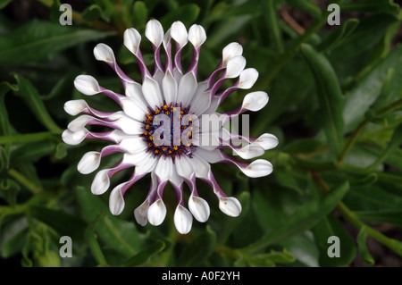 Weiß und lila osteospermum Stockfoto