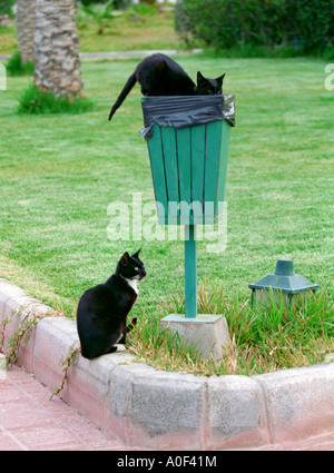 Katze in einem Abfallbehälter auf der Suche nach Nahrung mit anderen auf Suche Stockfoto