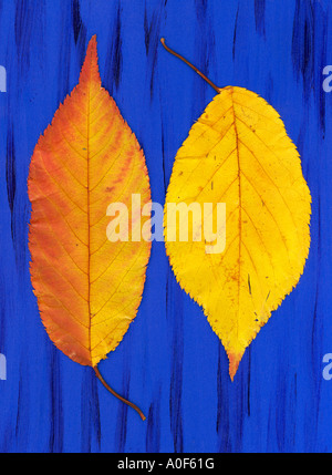 Fallende Herbst Blätter Stillleben. Stockfoto