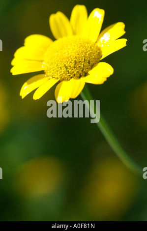 Mais-Ringelblume eine Wildblumen im Garten London Wildlife Centre Stockfoto