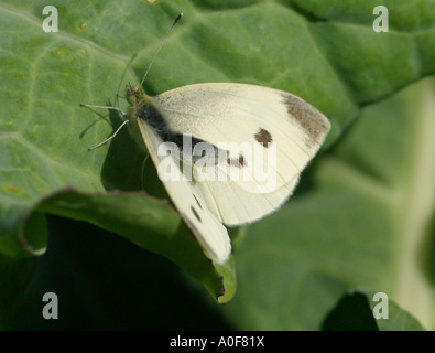 Kleiner weißer Kohl Schmetterling, Artogeia Rapae, gemeinsame britische Insekt auf Kohlblatt Stockfoto