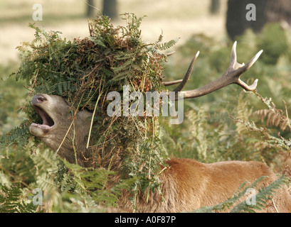 Ein Rotwild in der Brunft. Stockfoto