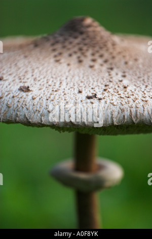 [Sonnenschirm Pilz] [Macrolepiota Procera], "close up" Pflanzen-Makro zeigt GAP Detail Hintergrund [Grün], England, UK Stockfoto