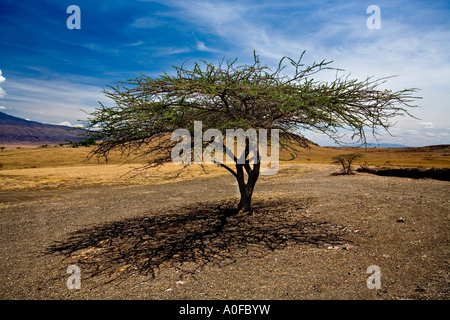 Akazie in Ngorongoro Conservation Area, Tansania, Afrika Stockfoto