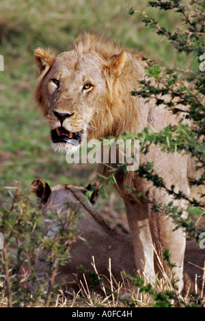 Ruaha Nationalpark Tansanias reife männliche Löwe mit löwin im Hintergrund Stockfoto
