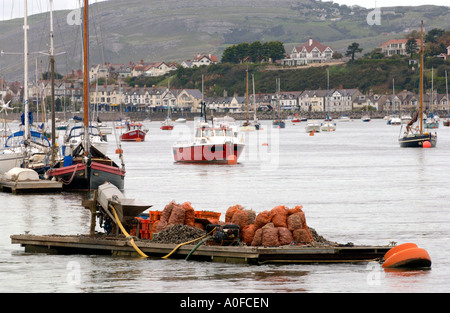 Blick über den Hafen Marina mit lokalen Fischerei- und Yachts Boote bei Conwy Gwynedd North Wales UK Stockfoto