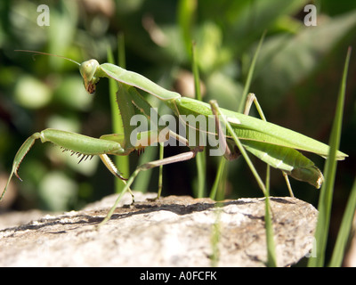 Gottesanbeterin (Sphodromantis Viridis) Spanien auf Felsen Gottesanbeterin Sphodromantis Viridis Mantis wildes Wirbellosen Tier wild Stockfoto