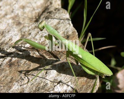 Gottesanbeterin (Sphodromantis Viridis) Spanien auf Felsen Gottesanbeterin Sphodromantis Viridis Mantis Wirbellosen Wildtier Stockfoto