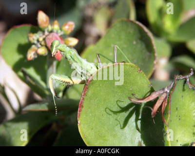 Gottesanbeterin (Sphodromantis Viridis) Spanien Sphodromantis Viridis Mantis wild wirbellosen Tiere Tierwelt grüne Fehler November Stockfoto