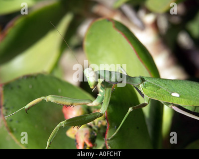 Gottesanbeterin (Sphodromantis Viridis) Spanien Sphodromantis Viridis Mantis wild wirbellosen Tiere Tierwelt grüne Fehler November Stockfoto
